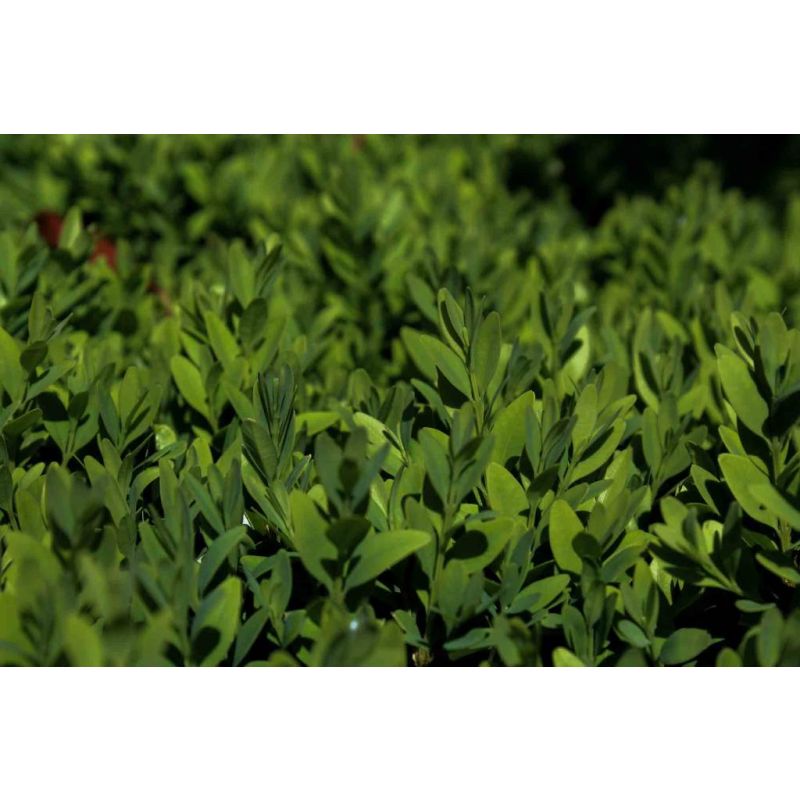 Verzorgingstips Buxus