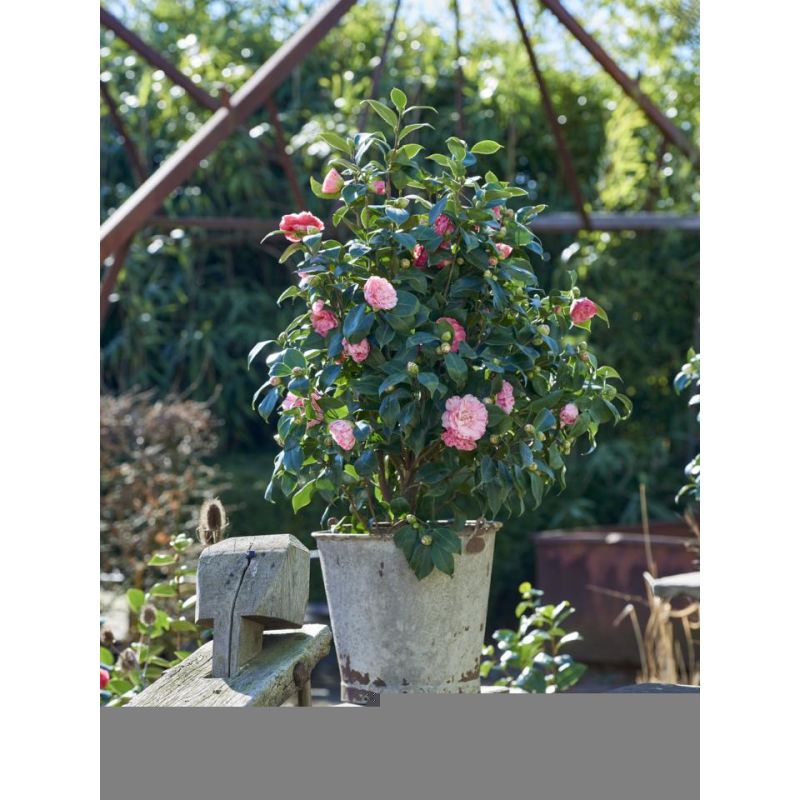 Verzorgingstips Camelia