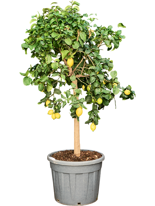 Verzorgingstips Citrusboom