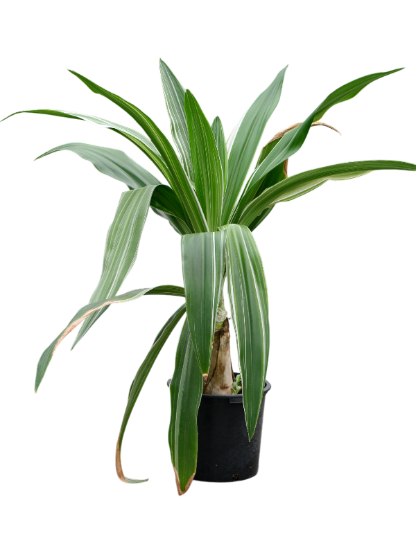 Verzorgingstips Crinum