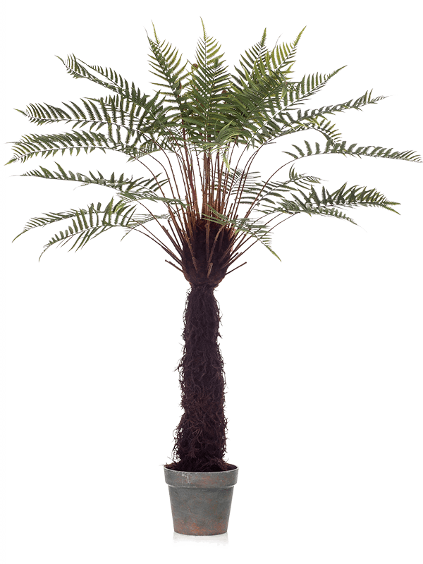 Verzorgingstips Dicksonia