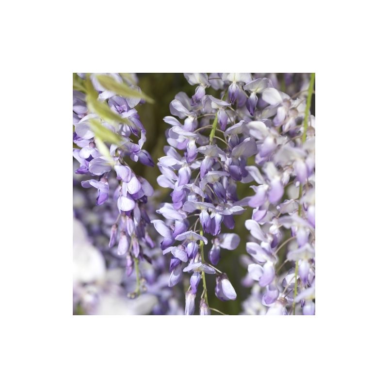 Verzorgingstips Blauwe regen