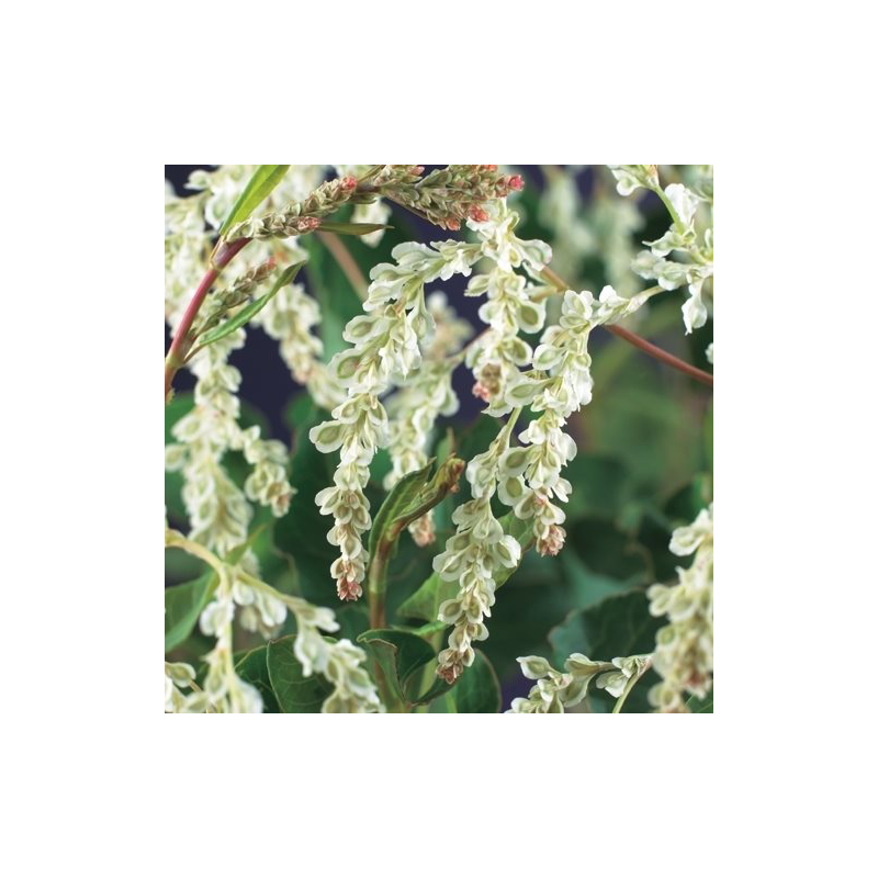 Verzorgingstips Fallopia