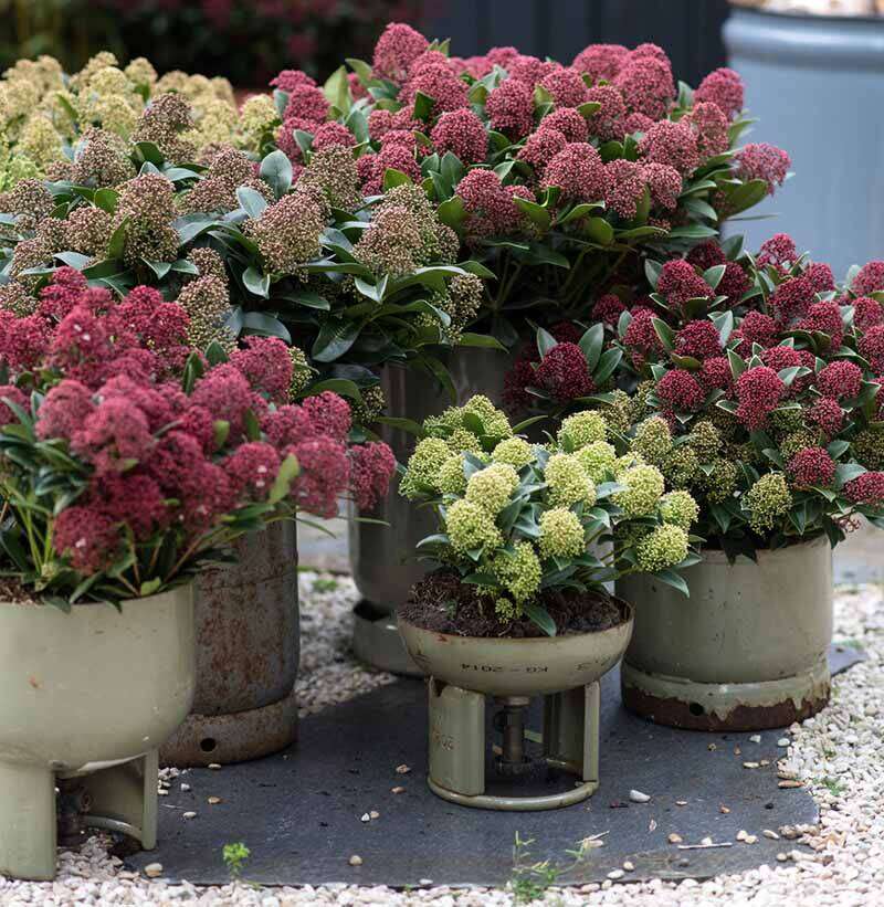 Verzorgingstips Skimmia 