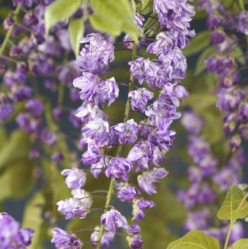 Verzorgingstips Wisteria