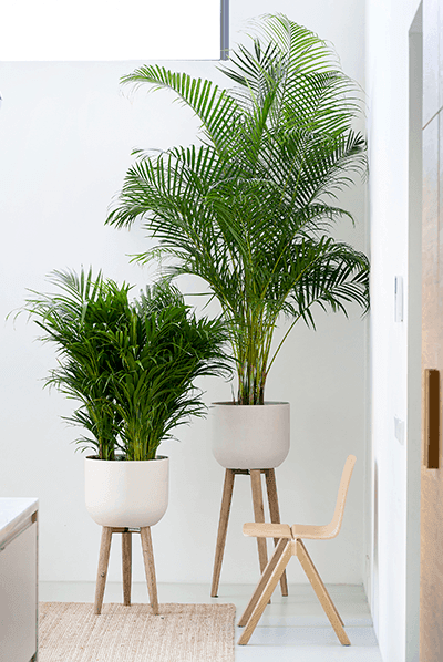 Kamerplanten trends anno 2025