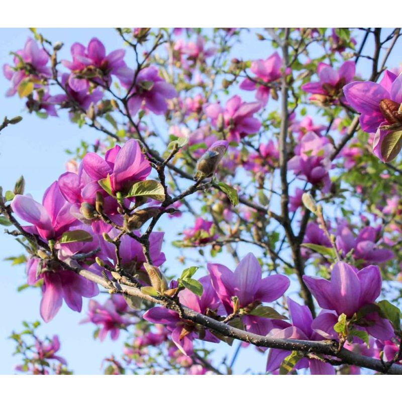 Verzorgingstips Magnolia 