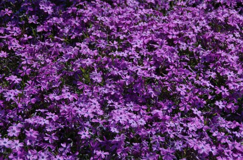 Verzorgingstips Phlox