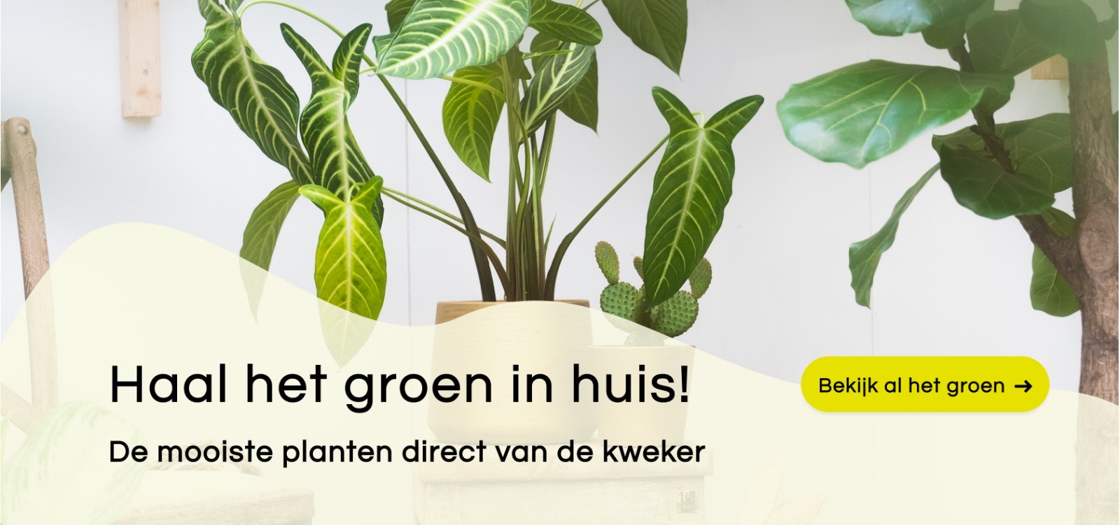 | online bestellen | Binnen & Buitenplanten