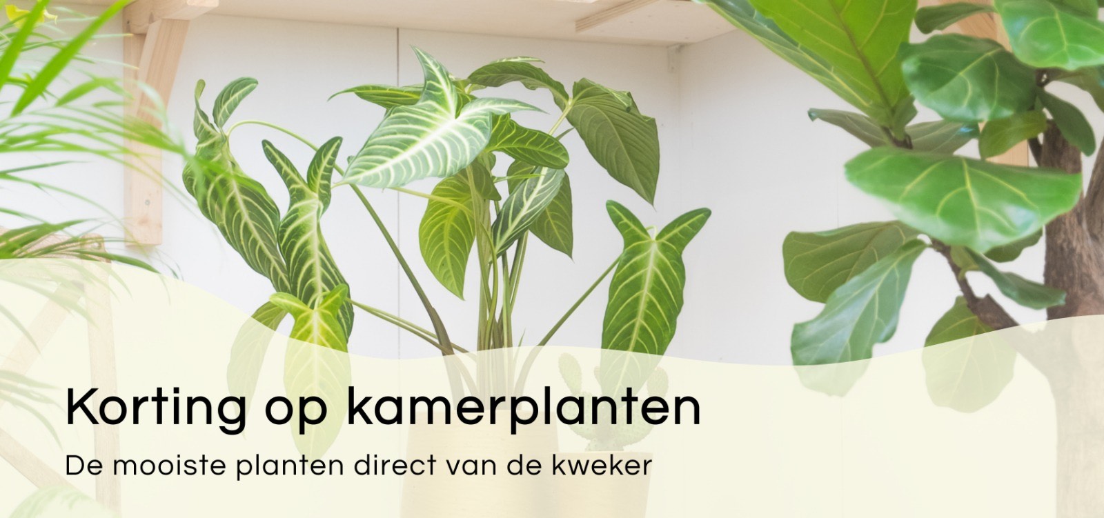 Nu in de aanbieding.