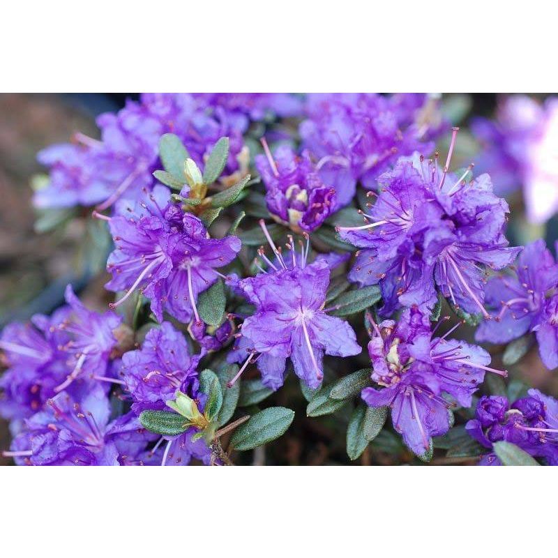 Blauwe rhododendron