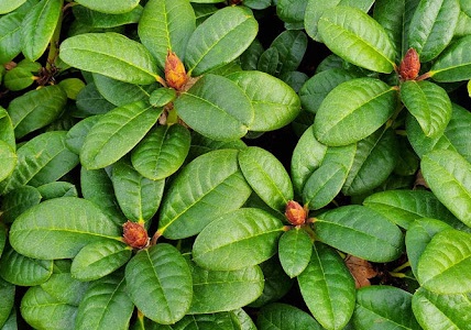 Bladerdek van de rhododendron