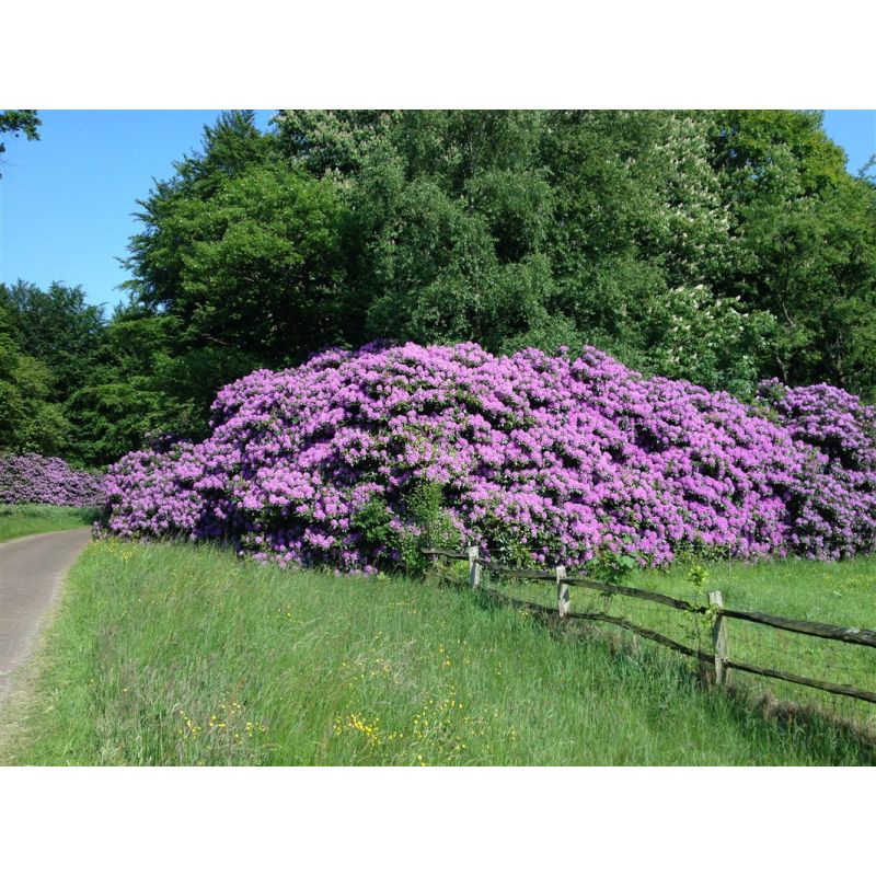Grote rhododendron wolk