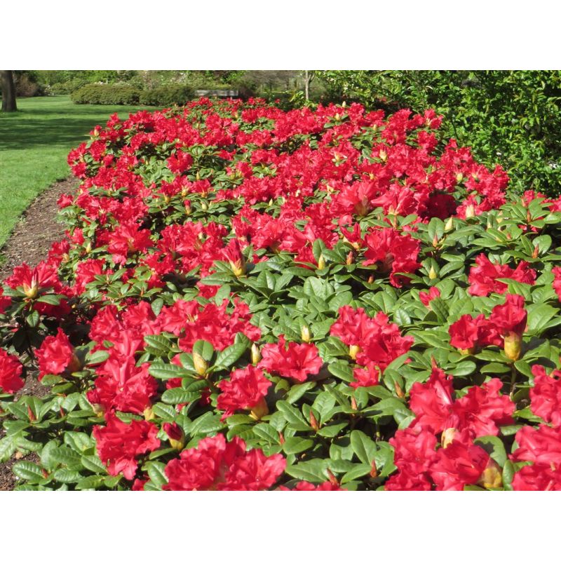 Rhododendron border