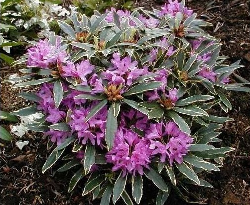 variegatum